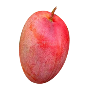 American Red Palmer Mango